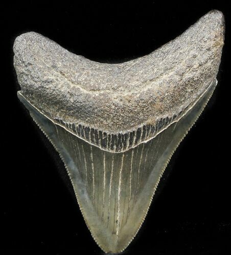 Nice, Serrated Megalodon Tooth - South Carolina #32948